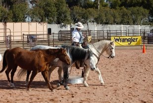 Playing-with-all-three-horses